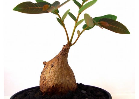 Phyllanthus mirabilis フィランサス　ミラビリス