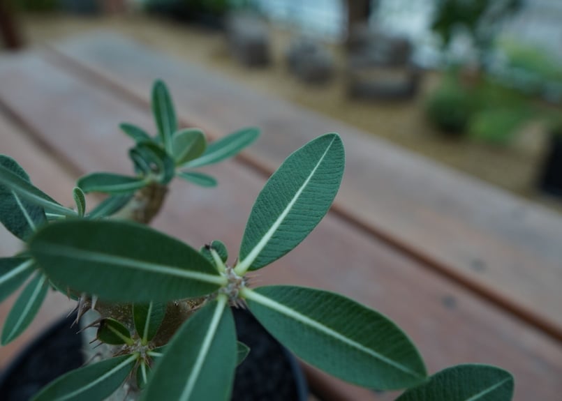 パキポディウム　ウム　デンシフローラ パキポディウム デンシフローラム 発根済 (ds-001km) 鉢：Kuniaki Mats