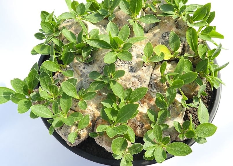 恵比寿笑　大株 パキポディウム・ブレビカウレ（恵比寿笑い）の基本情報・育て方