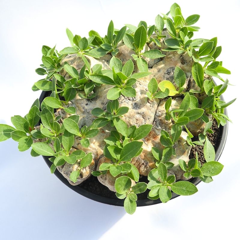 パキポディウム 恵比寿笑い no.2 | mana's farm:塊根植物