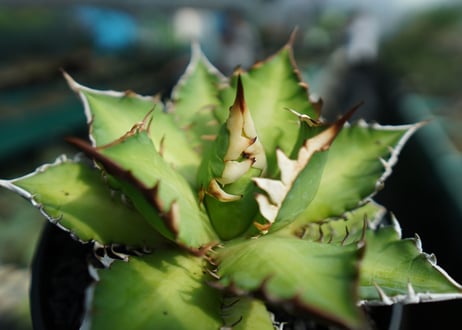 アガベ　チタノタ　レッドキャットウィーズル　Agave titanota Red catweezle　No.4