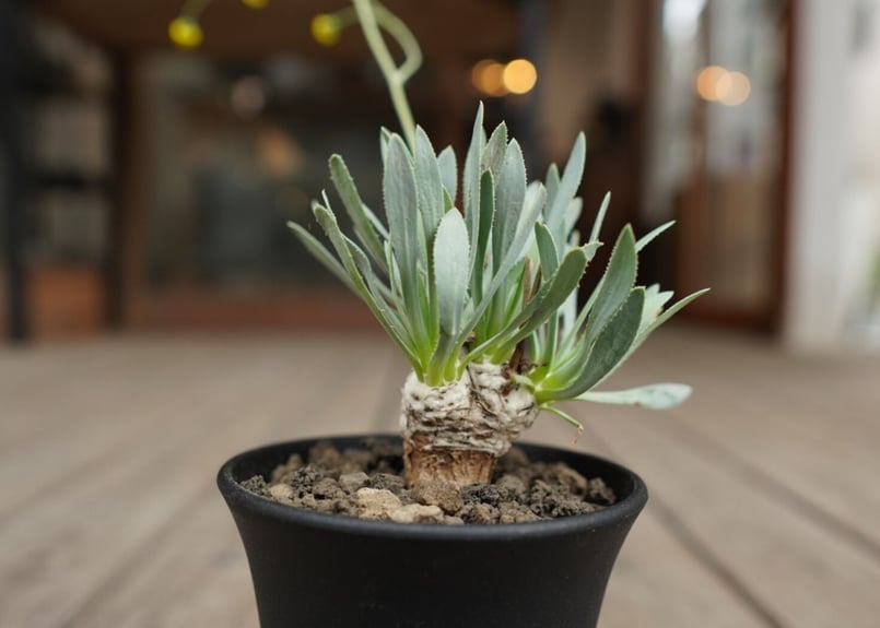 オトンナ レトロルサ Othonna retrorsa | mana's farm:塊根植物・