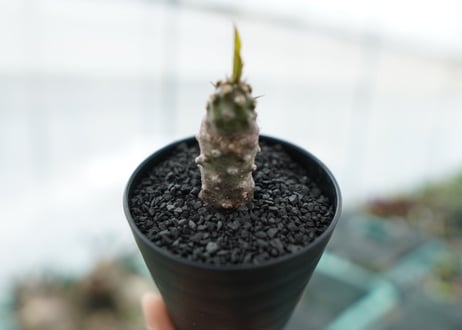 ユーフォルビア　パキポディオイデス  Euphorbia pachypodioides