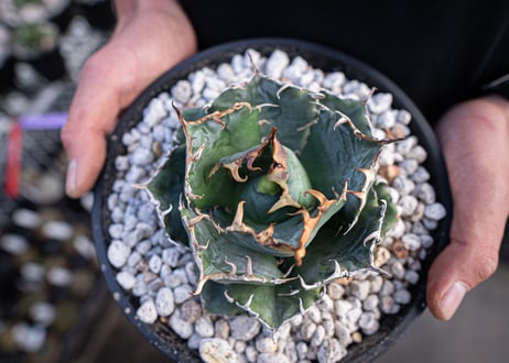agave titanota　白鯨  ガチムチ選抜株  No.3
