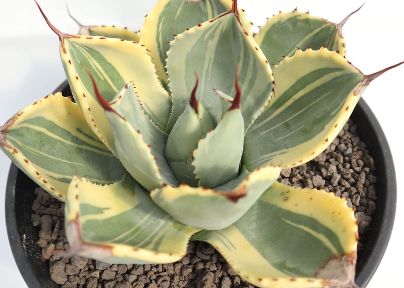 アガベ ライムストリーク no.4 | mana's farm:塊根植物・アガベ