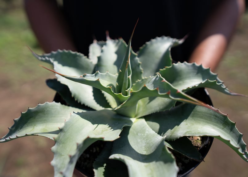 Agave ovatifolia 'Moby' TC 【※発根済み】 Agave ovatifolia 'Moby' TC ⑤ US輸入株【発根済み】 Agave
