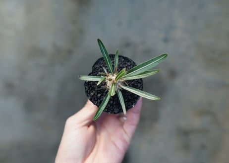 パキポディウム　グラキリス　 Pachypodium Gracilius  No.3