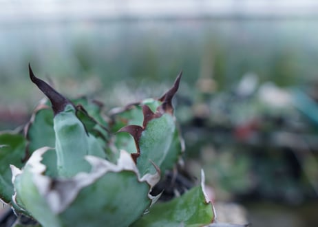 アガベ　チタノタ　 ブラックアンドブルー 　Agave titanota black and blue　No.1