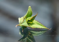 産地情報付きモンソニア　パターソニー2株セット 産地情報付きモンソニア パターソニー2株セット