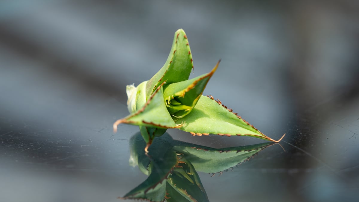 アガベ FO-76 カキコ株 | mana's farm:塊根植物・アガベ・ドライ