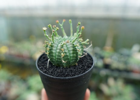 ユーフォルビア　バリダ　Euphorbia valida　No.5