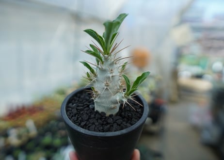 パキポディウム　サンデルシー　Pachypodeium saundersii  No.7