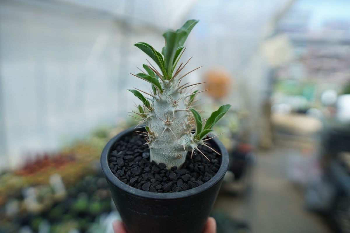 パキポディウム サンデルシー Pachypodeium saundersii No.7 |