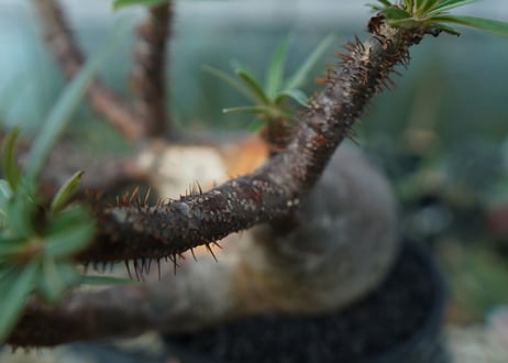 パキポディウム　グラキリス　Pachypodium gracilius　No.1