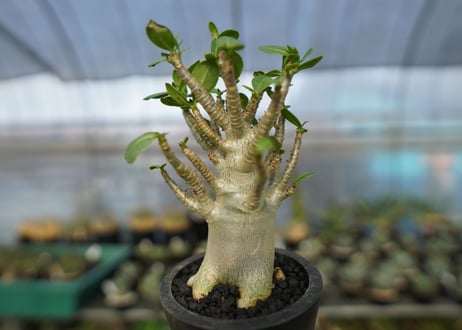 アデニウム　Adenium　No.11
