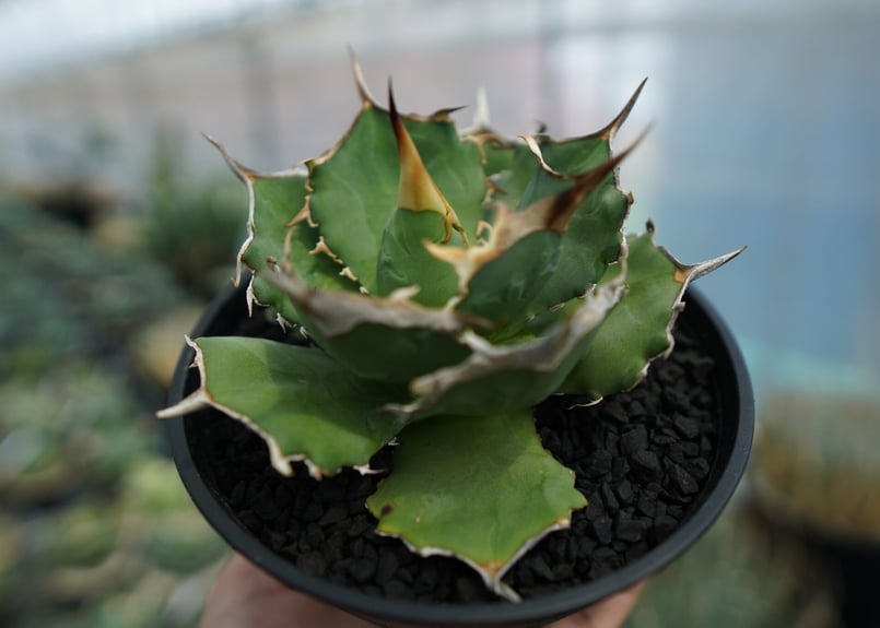 アガベ　獅子光　台湾 アガベ チタノタ 獅子光 agave titanota lion light | mana'