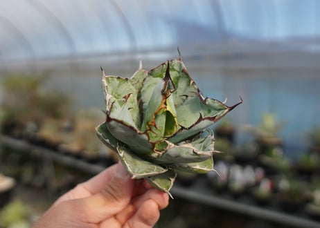 agave titanota ブラック＆ブルー　No.9