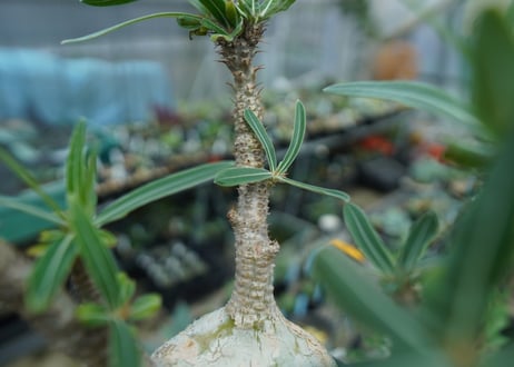 パキポディウム　グラキリス　 Pachypodium Gracilius  No.4