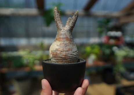 【未発根】パキポディウム　グラキリス　 Pachypodium Gracilius  No.10