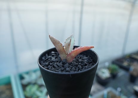 アガベ　チタノタ　萬代厳竜　Agave lophantha×titanota
