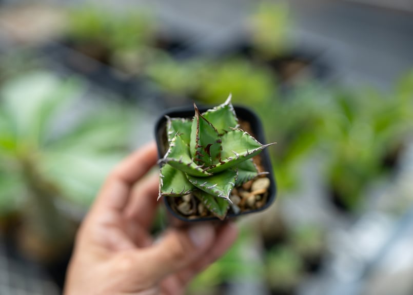 アガベ オテロイ 沖縄実生 | mana's farm:塊根植物・アガベ・ドライ