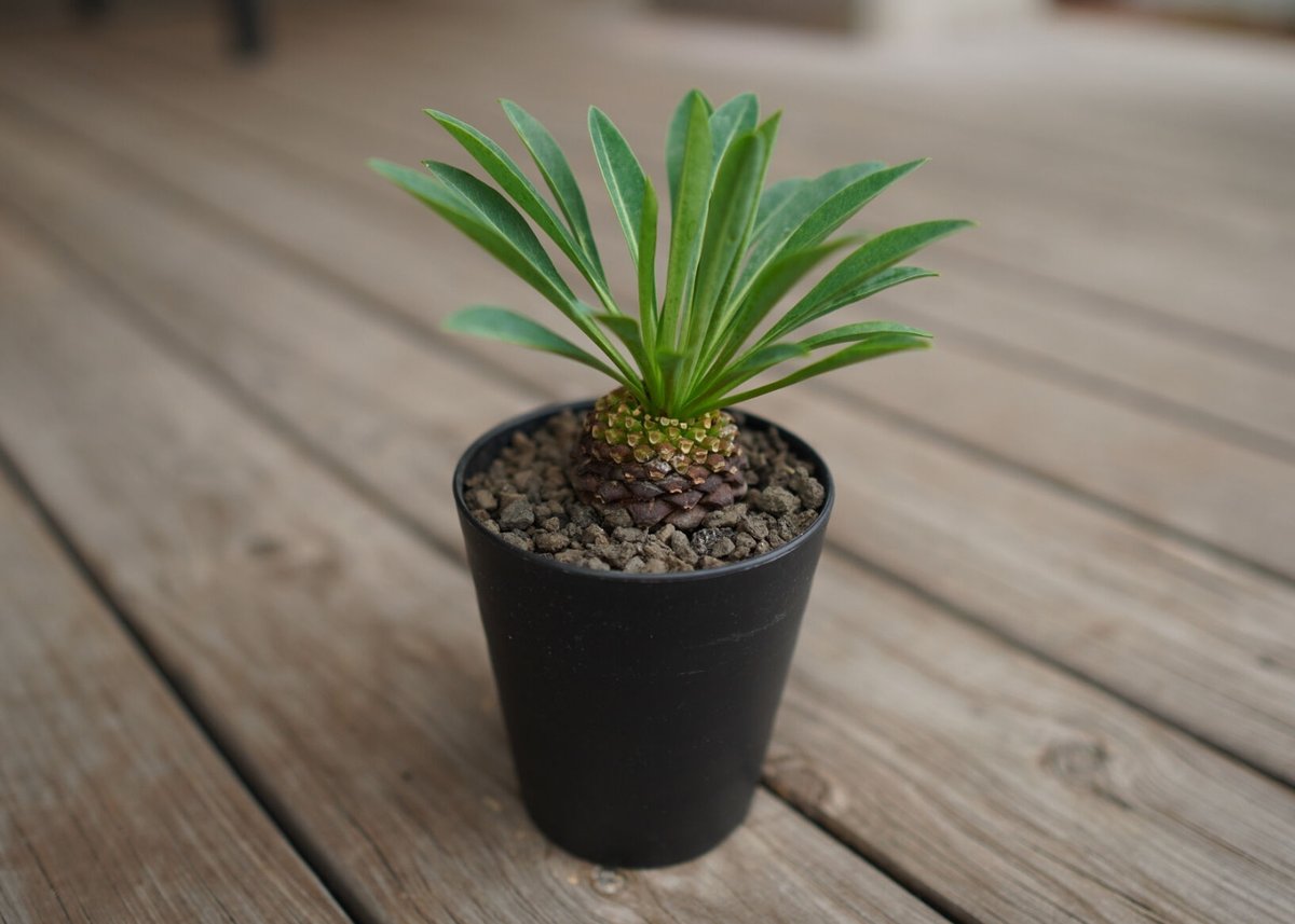 鉄甲丸 Euphorbia bupleurifolia | mana's farm:塊根植物・