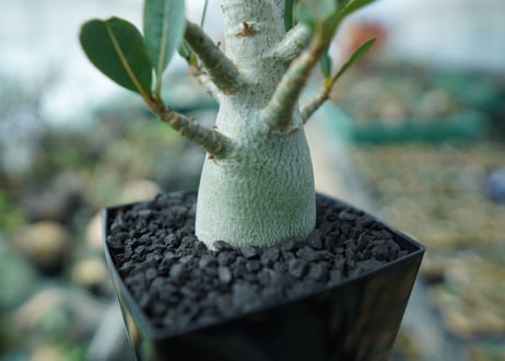 アデニウム　Adenium　No.10