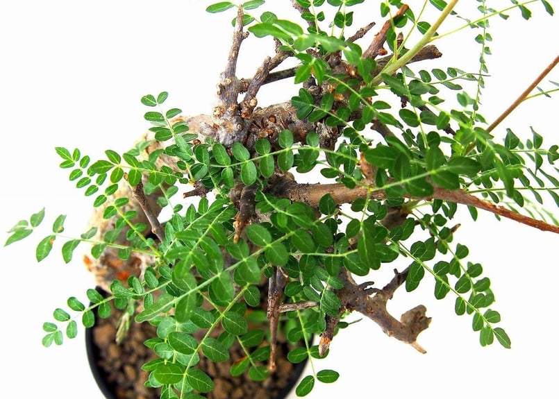 ボスウェリア　ネグレクタ ボスウェリア・ネグレクタ | 多肉植物・特別な鉢の販売