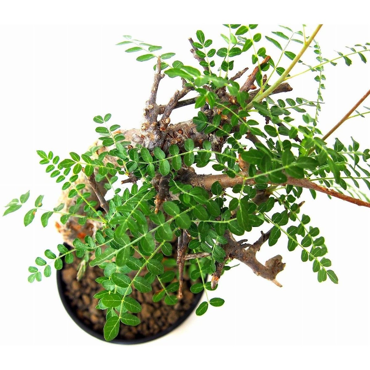 Boswellia neglecta ボスウェリア ネグレクタ | mana's farm:塊