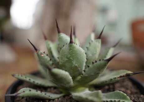 アガベ　マクロアカンサ×ポタトラム　 Agave macroacantha×potatoruｍ　NO.5