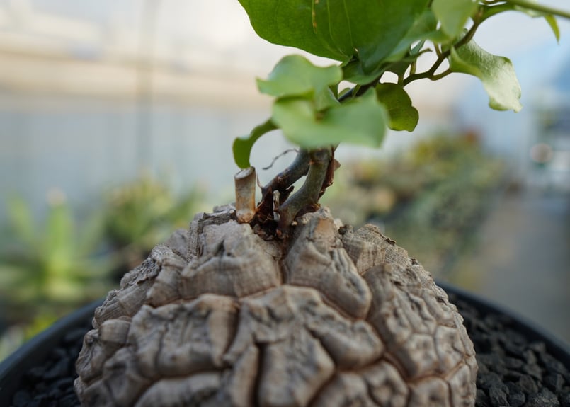 GIRUVI Dioscorea Elephantipes 亀甲竜 長谷川園芸産】亀甲竜 Dioscorea elephantipes 6寸 | mana's