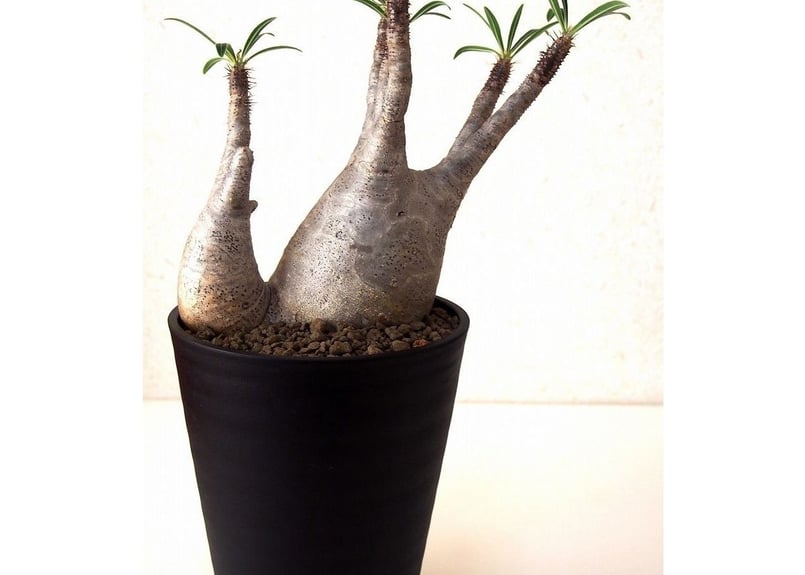 Pachypodium Gracilius パキポディウムグラキリウス | mana's fa