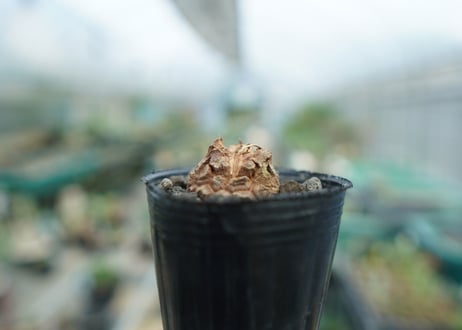 亀甲竜　Dioscorea elephantipes　No.2