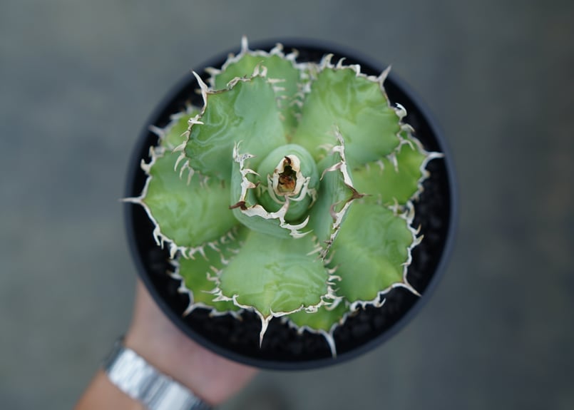 アガベ チタノタ フィリグリー agave titanota filigree | mana'