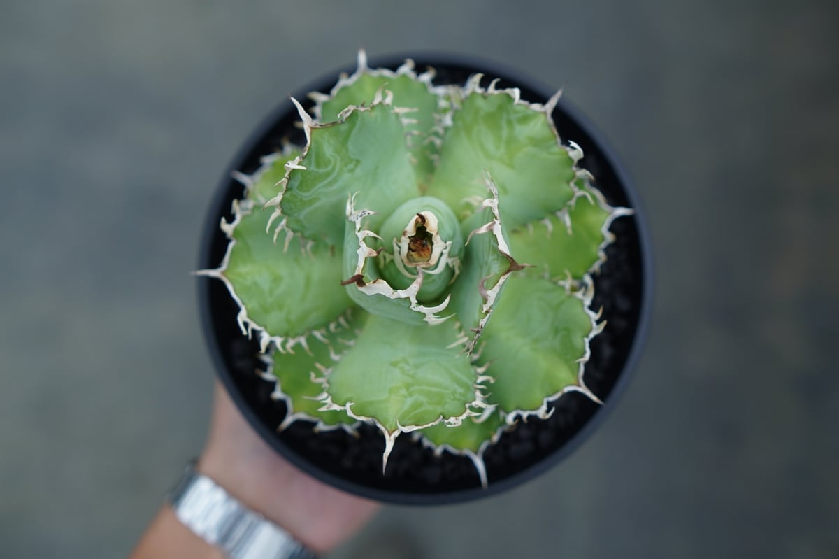 アガベ チタノタ フィリグリー agave titanota filigree | mana'