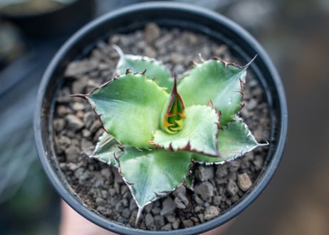 アガベ　チタノタ　ブルー　agave titanota Blue 　NO.3
