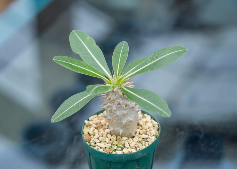 パキポディウム ホロンベンセ | mana's farm:塊根植物・アガベ・ドライ