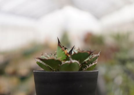 Agave titanota ” Black flame"