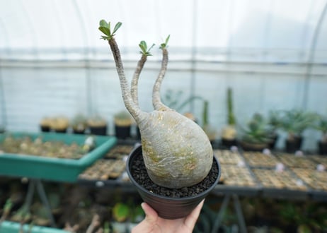 パキポディウム　グラキリス　 Pachypodium Gracilius  No.3