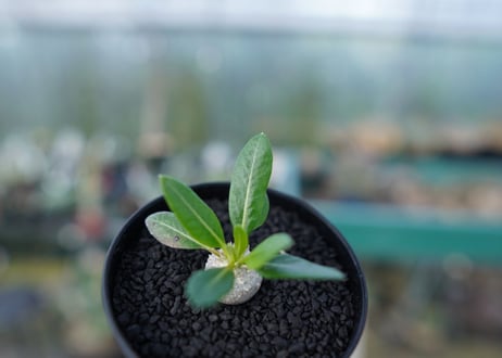 パキポディウム　恵比寿笑い　Pachypodium brevicaule　No.4