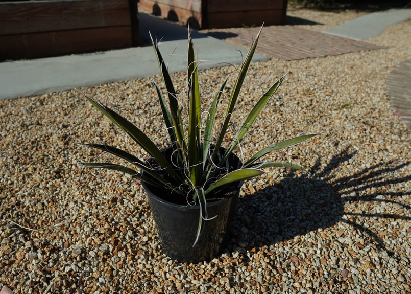 ユッカ カルネロサーナ Yucca carnerosana No.1 | mana's fa