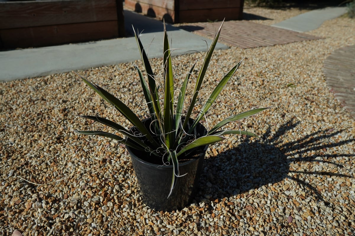 ユッカ カルネロサーナ Yucca carnerosana No.1 | mana's fa