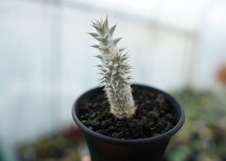 パキポディウム　伊藤ハイブリッド　Pachypodium 'Itoh Hybrid'  No.2