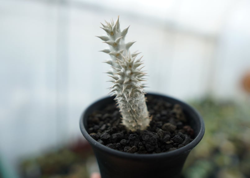 パキポディウム 伊藤ハイブリッド Pachypodium 'Itoh Hybrid' No.
