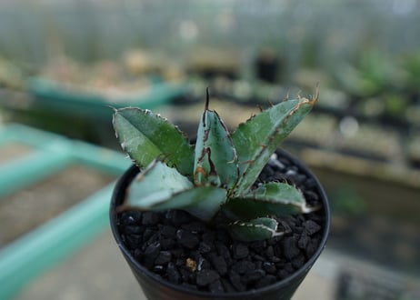 アガベ　チタノタ　 ブラックアンドブルー 　Agave titanota black and blue　No.4