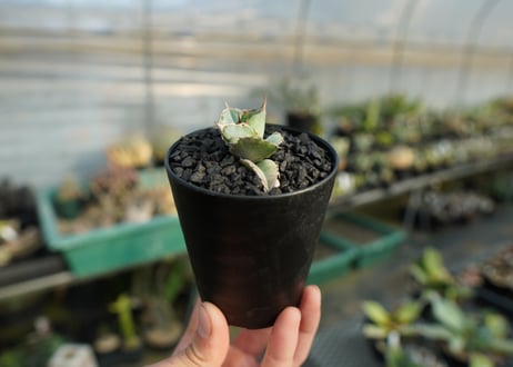 アガベ　チタノタ　ホワイトアイス 　agave titanota whiteice  No.2