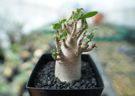 アデニウム　Adenium　No.2