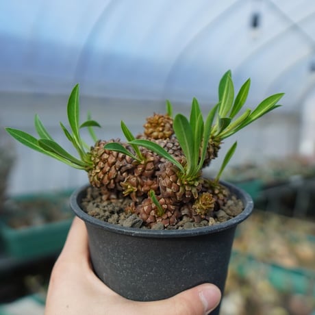 bupleurifolia | STORES