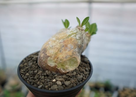 パキポディウム　エブレネウム　Pachypodium eburneum　No.2