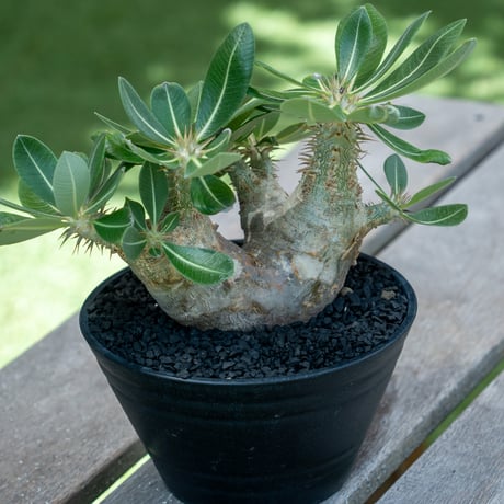 パキポディウムエブレネウム | STORES